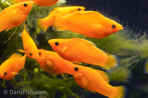 Saffron Orange Sailfin Molly