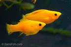 Saffron Orange Sailfin Molly