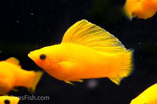Saffron Orange Sailfin Molly