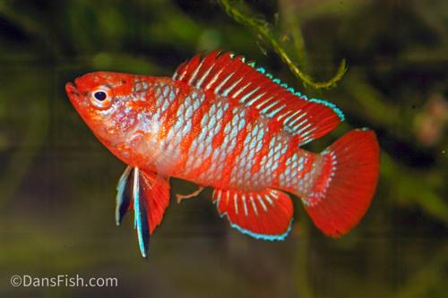 Scarlet Badis