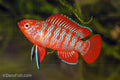 Scarlet Badis
