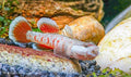 Scarlet Goby