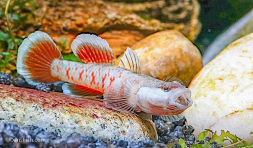Scarlet Goby