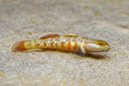 Scarlet Goby