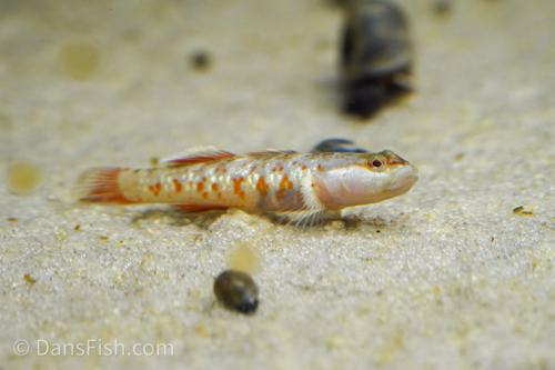 Scarlet Goby