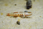 Scarlet Goby