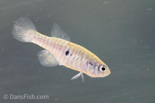Simpsonichthys santanae