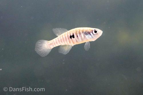 Simpsonichthys santanae