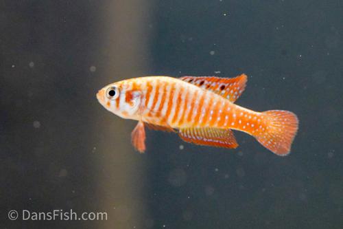 Simpsonichthys santanae