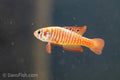 Simpsonichthys santanae