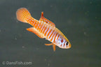 Simpsonichthys santanae