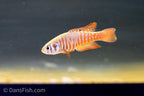 Simpsonichthys santanae