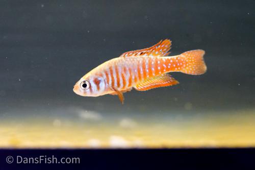 Simpsonichthys santanae