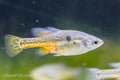Skiffia multipunctata 'Tangancicuaro'