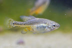 Skiffia multipunctata 'Tangancicuaro'