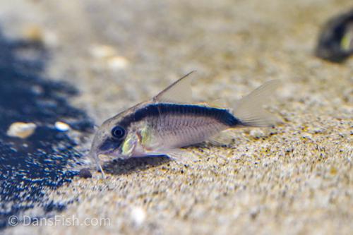 C020 Skunk Cory