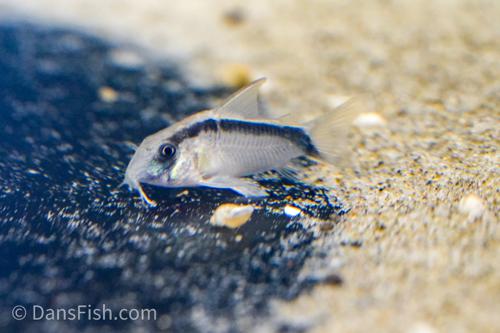 C020 Skunk Cory
