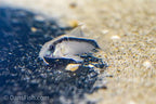 C020 Skunk Cory