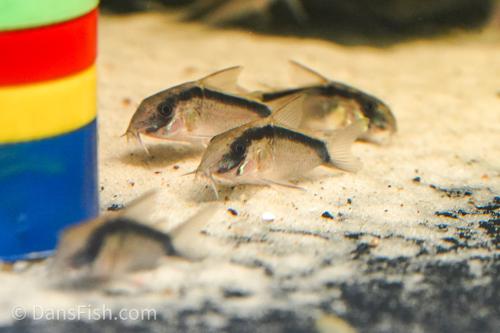 C020 Skunk Cory