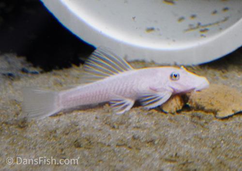 Snow White Bushynose Pleco