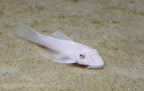 Snow White Bushynose Pleco
