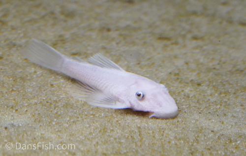 Snow White Bushynose Pleco