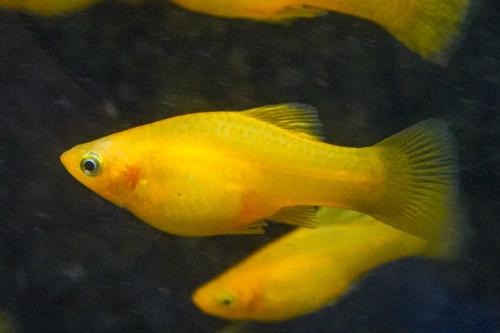 Solid Yellow Highfin Variatus Platy