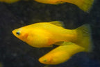Solid Yellow Highfin Variatus Platy