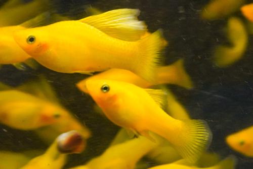 Solid Yellow Highfin Variatus Platy