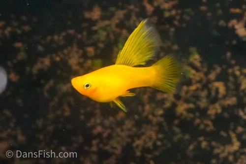 Solid Yellow Highfin Variatus Platy