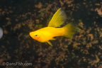Solid Yellow Highfin Variatus Platy