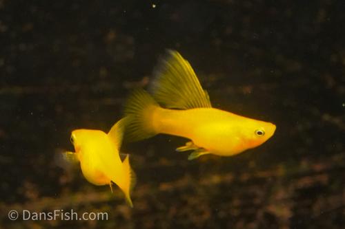 Solid Yellow Highfin Variatus Platy