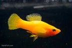 Solid Yellow Variatus Platy