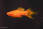 Solid Yellow Variatus Platy
