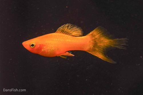 Solid Yellow Variatus Platy