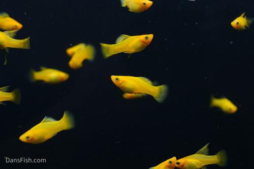Solid Yellow Variatus Platy
