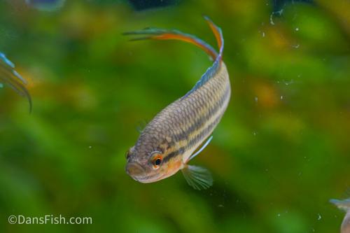 Spike Tail Paradise Fish