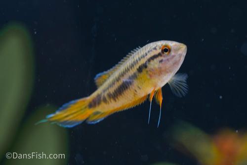 Spike Tail Paradise Fish