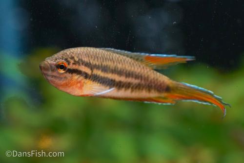 Spike Tail Paradise Fish