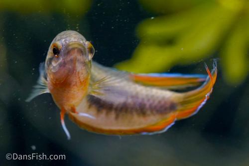 Spike Tail Paradise Fish