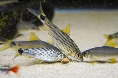 Spot Tail Algae Eater