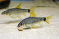 Spot Tail Algae Eater