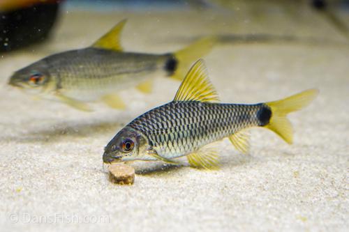Spot Tail Algae Eater