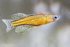 Spotted Blue Eye