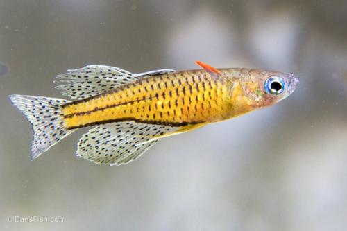 Spotted Blue Eye