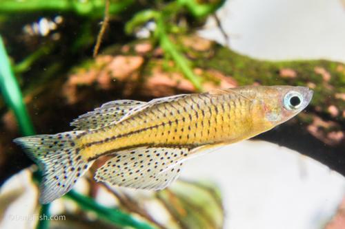 Spotted Blue Eye