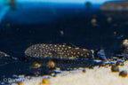 Spotted Hillstream Loach