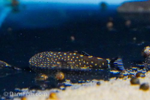 Spotted Hillstream Loach