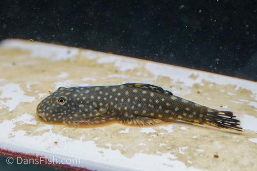 Spotted Hillstream Loach