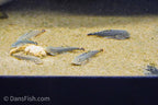 Spotted Hillstream Loach